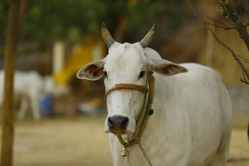 सराहनीय कार्य: लाचार पड़ी गायों को गोरक्षा प्रकोष्ठ मिर्जापुर द्वारा भेजा गया गौशाला
