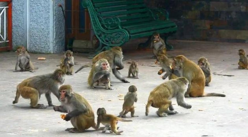 भदोही: कोनिया के लोग बंदरों के आतंक से दहशत में