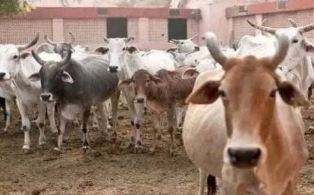 "भूसा दान,महादान"अपील;  गोआश्रय में संरक्षित गोवंशों के भरण पोषण हेतु सहयोग करने की जिलाधिकारी ने की अपील