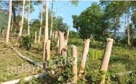 ड्रमंडगंज में वन विभाग की लापरवाही, धड़ल्ले से हो रहा पेड़ों का कटान