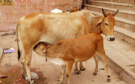 विधानसभा चुनाव से पहले शिंदे सरकार का मास्टरस्ट्रोक, महाराष्ट्र में गाय को मिला 'राज्यमाता' का दर्जा