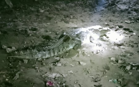 Mirzapur News: बस्ती में दिखा 6 फीट का मगरमच्छ, ग्रामीणों में दहशत