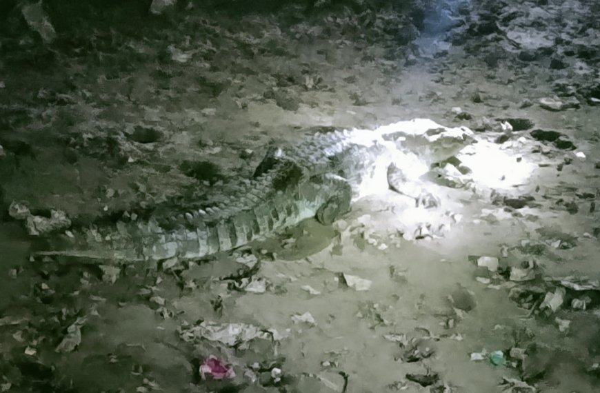 Mirzapur News: बस्ती में दिखा 6 फीट का मगरमच्छ, ग्रामीणों में दहशत