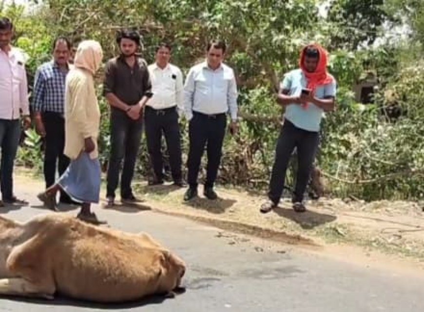 हलिया: अज्ञात वाहन की टक्कर से गोवंश घायल, प्रशासन ने त्वरित कार्रवाई कर कराया उपचार