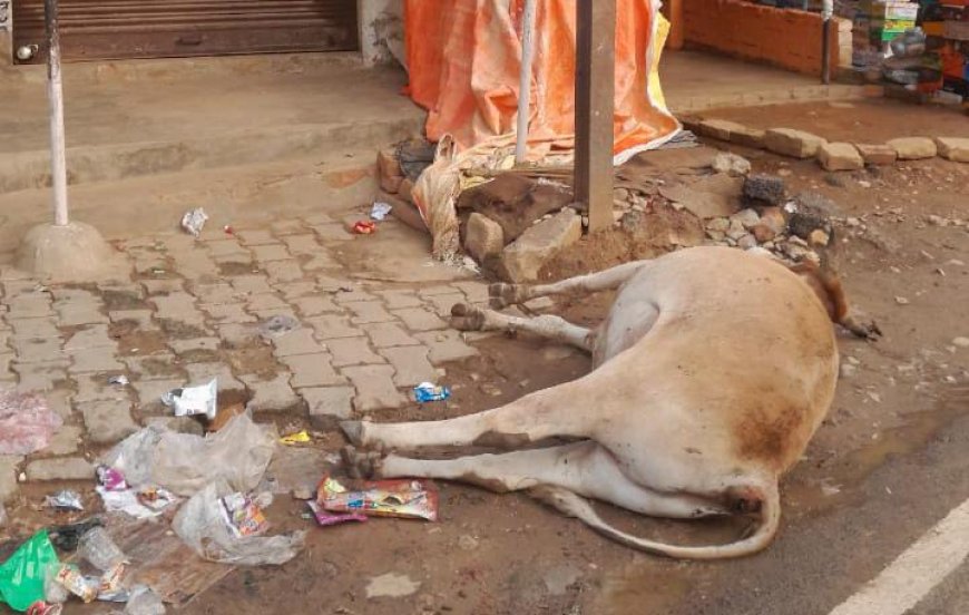 मिर्जापुर के हलिया में विद्युत पोल में करंट से गोवंश की दर्दनाक मौत