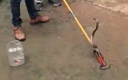 एटा: नाग की मौत के 15 दिन बाद बदला लेने पहुंची नागिन, सरौतिया गांव में दहशत, वन विभाग ने किया रेस्क्यू