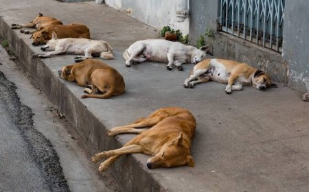 झुंझुनूं में युवक ने 25 से अधिक कुत्तों की गोली मारकर की हत्या, ग्रामीणों के दावों और विरोध के बीच जांच शुरू