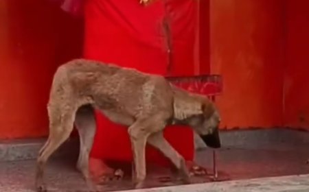 चमत्कार या रहस्य? 72 घंटों से हनुमान जी की मूर्ति की परिक्रमा कर रहा कुत्ता, वीडियो वायरल
